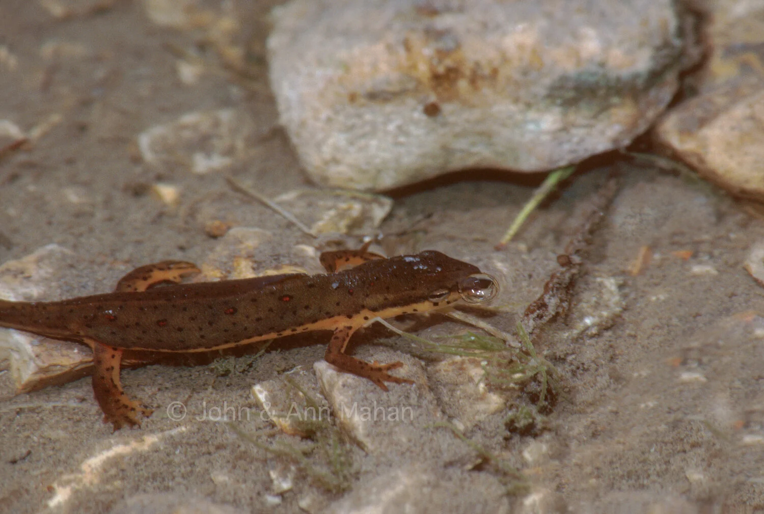 ID_23-3873C Eastern Newt at Point Detour -- Lake Huron