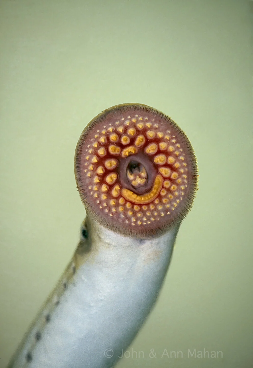 ID_27-6349B Sea Lamprey
