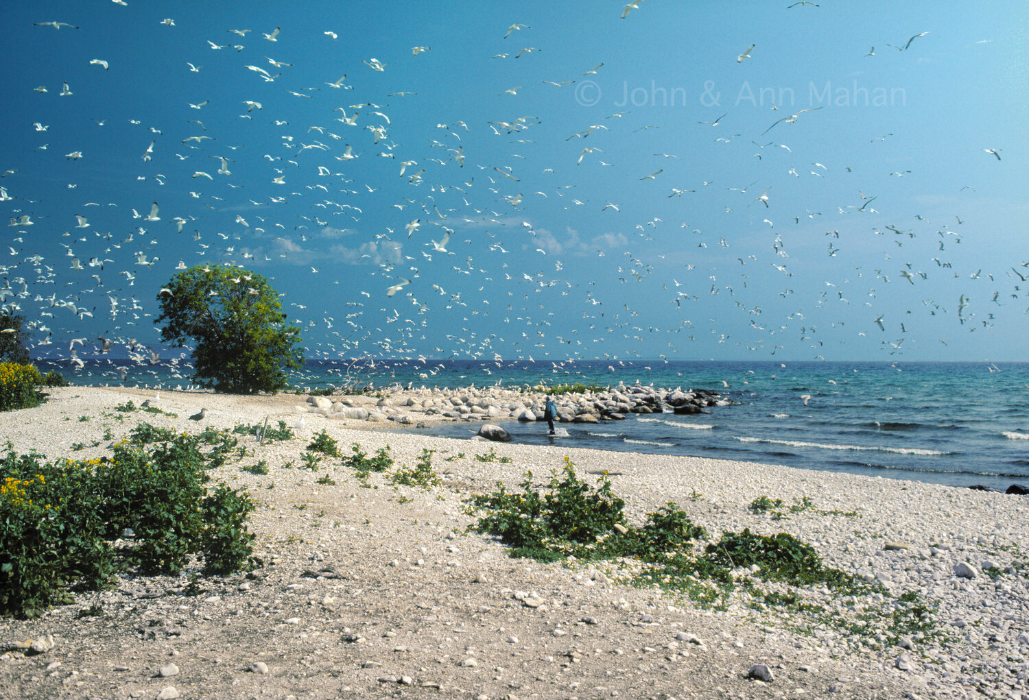 ID_33-410B  Seagulls on Ile Aux Galets