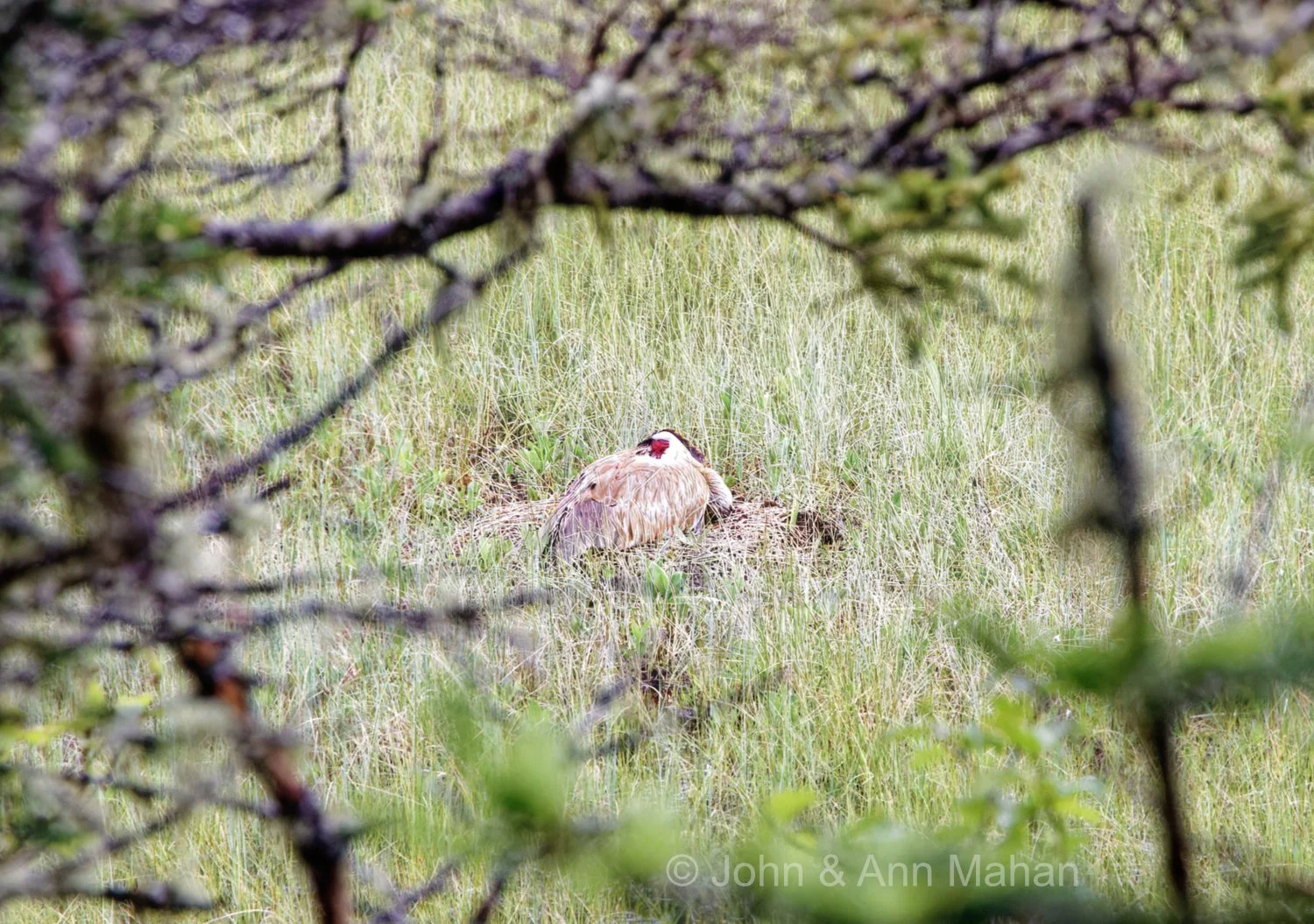 Nesting Sandhill Crane, photographed 2 weeks earlier