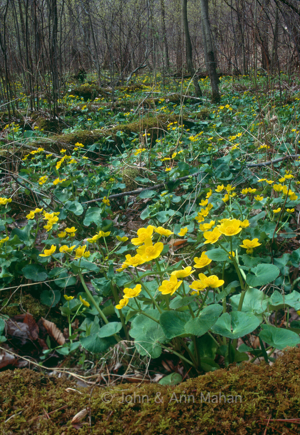 ID_16-3662C  Marsh Marigolds -- Grand Mere State Park