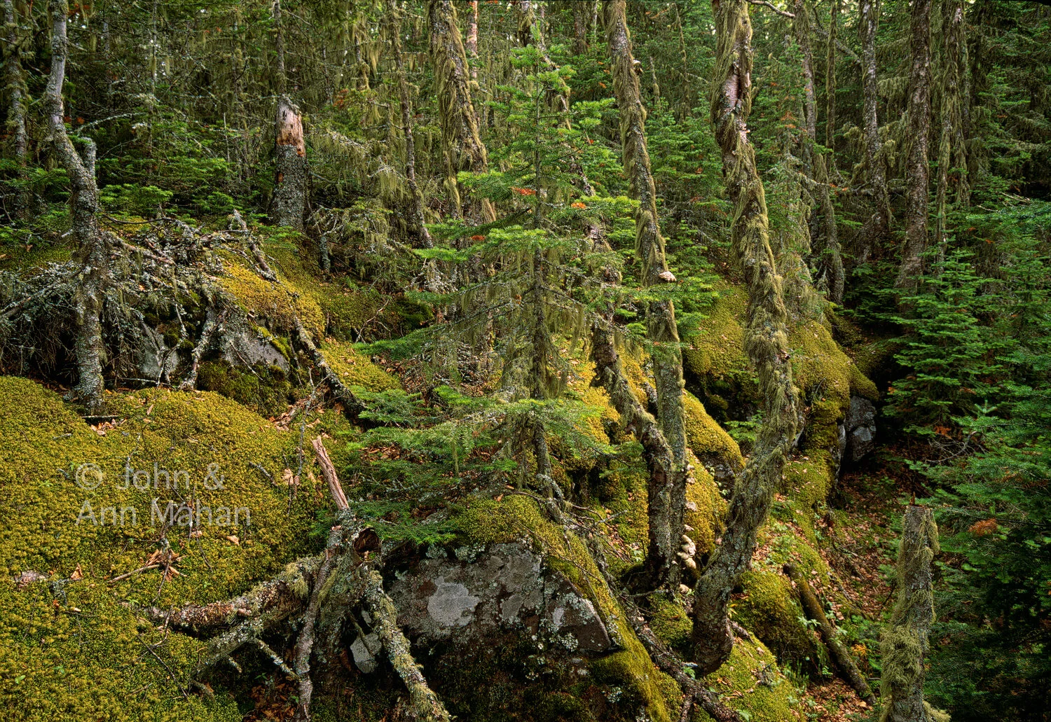 ID_1-5098C Agate Island Boreal Forest