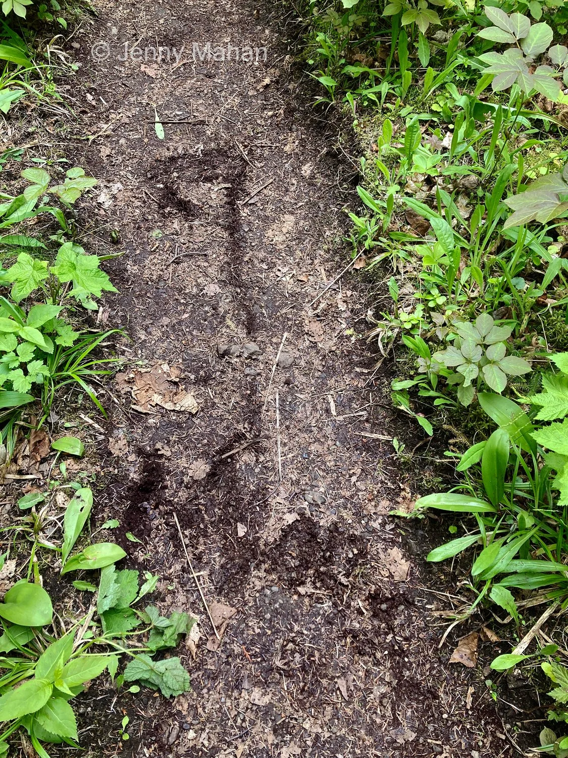 Suzy's Cave Hike -- Trail marked to indicate there was a bull moose ahead, for hikers who followed