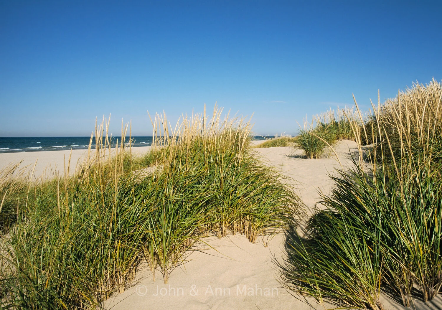 ID_19-7643B   Dune Grass and Beach at Ludington State Park