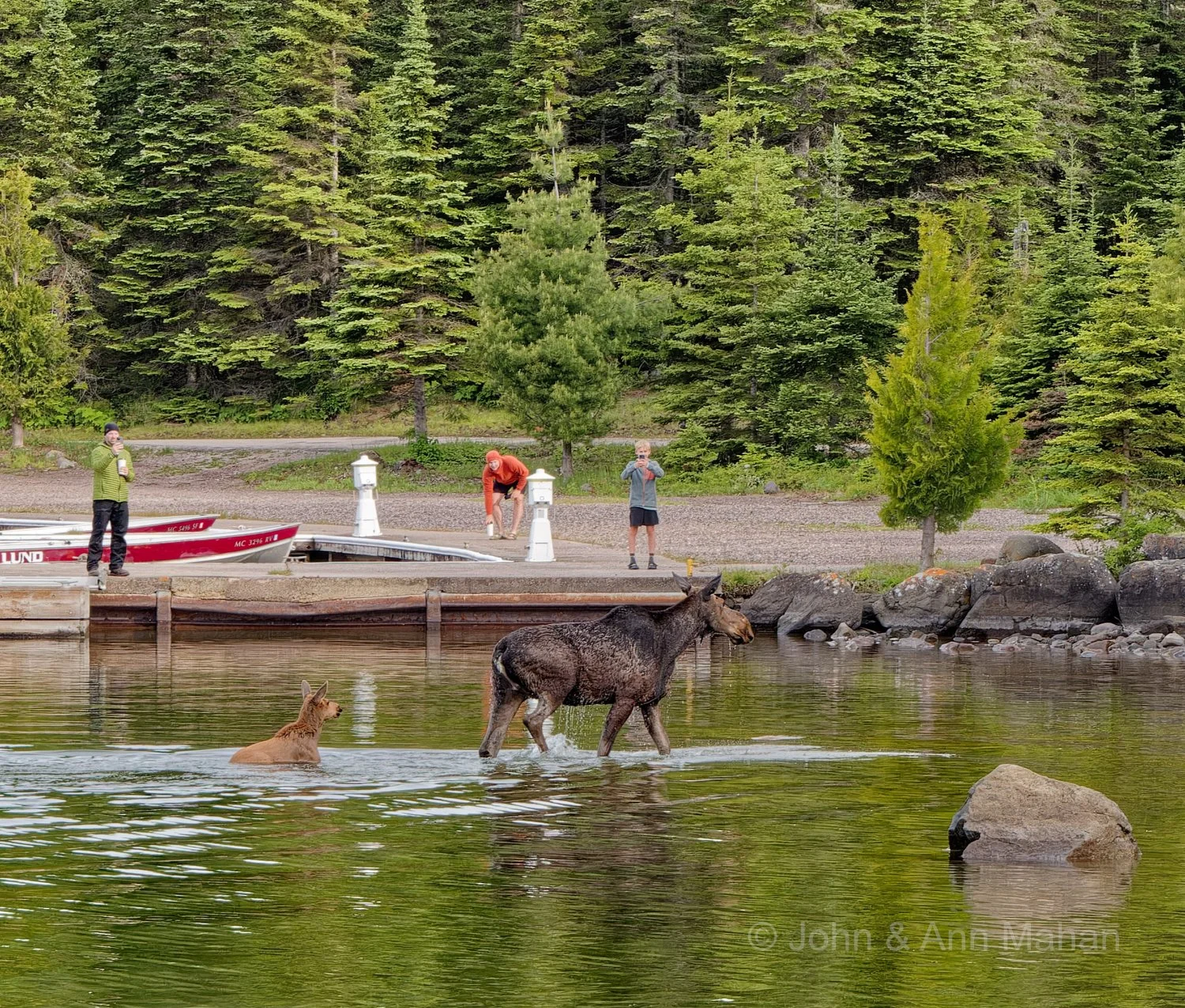 Cow and Calf Moose, after swimming across Snug Harbor, at Rock Harbor Lodge