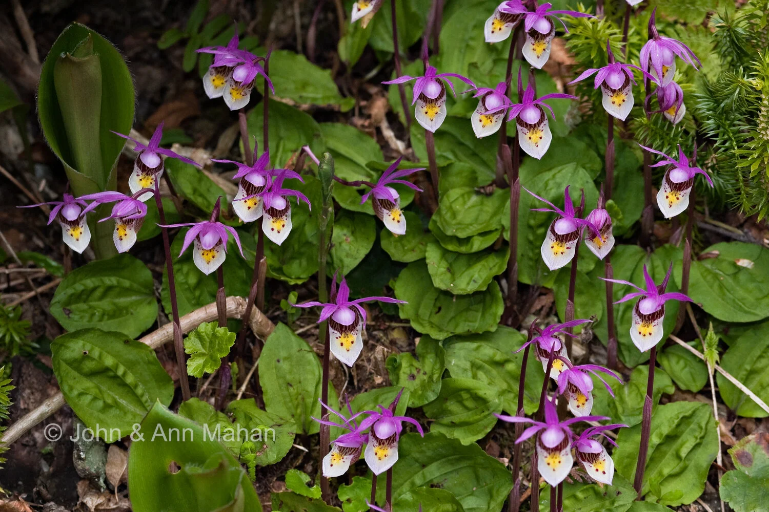 ID_3555B1_04  Calypso Orchids -- Isle Royale