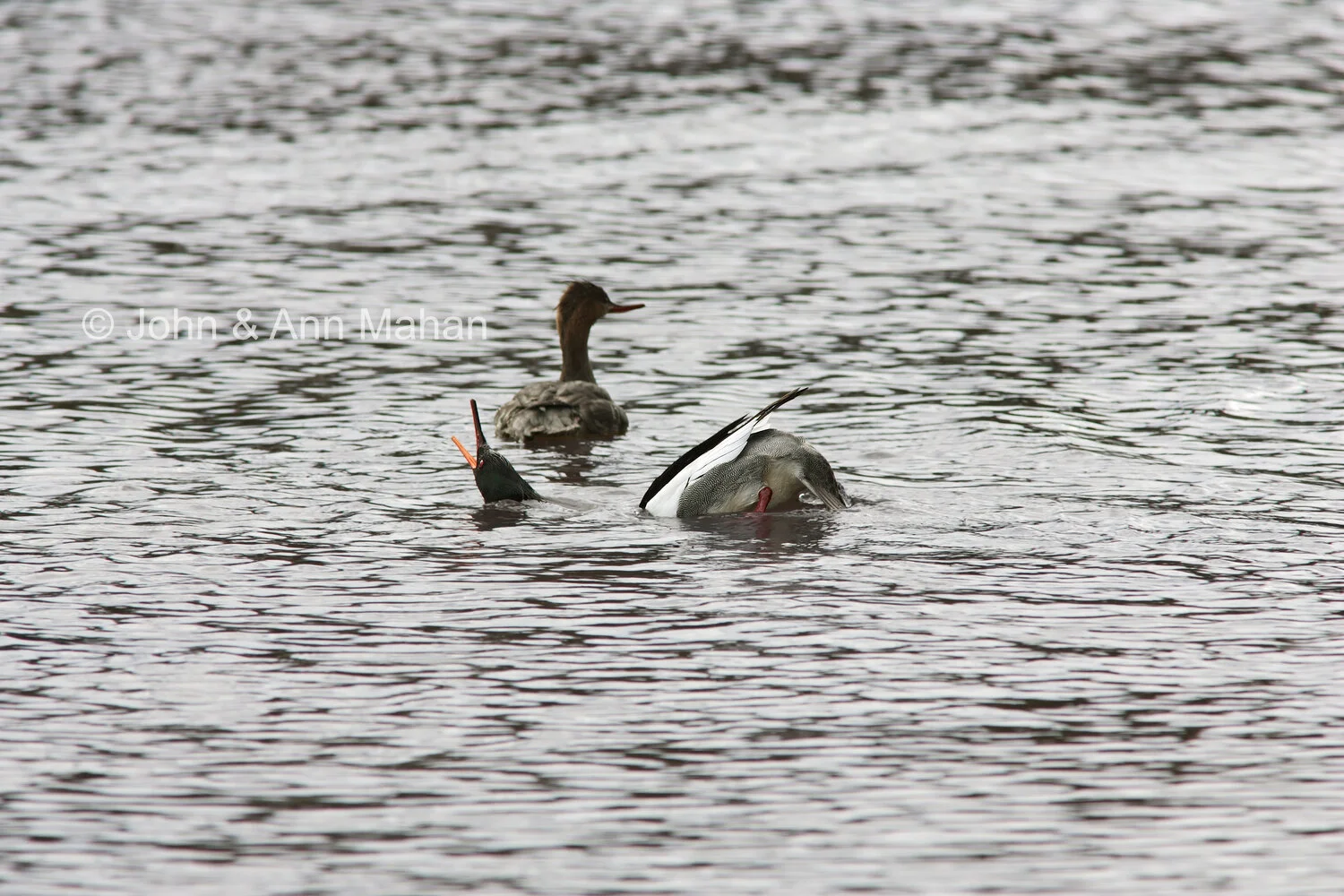 ID_1095C2_04  Mergansers Courting -- Isle Royale