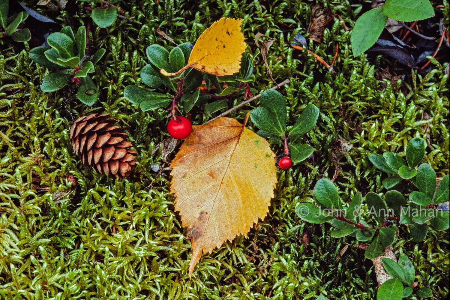 ID_8-2419C Boreal Forest Floor in Autumn -- Isle Royale -- Sphagnum Moss_Aspen Leaves_Bearberry_Spruce Cone