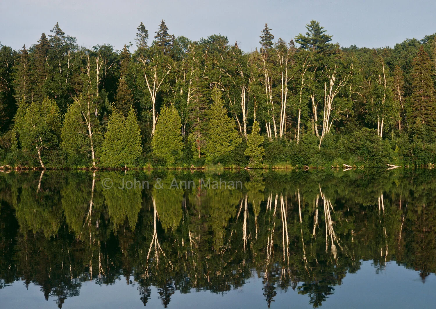 ID_1-1262C Birch Reflections in McCargoe Cove -- Isle Royale