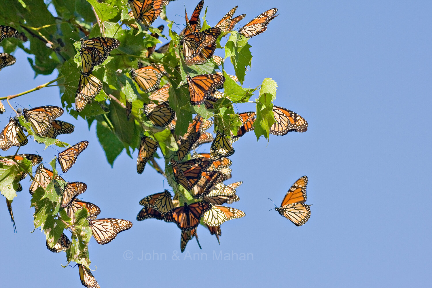 ID_9962C3_07   Monarchs gathering at Point Pelee in their fall migration -- Lake Erie