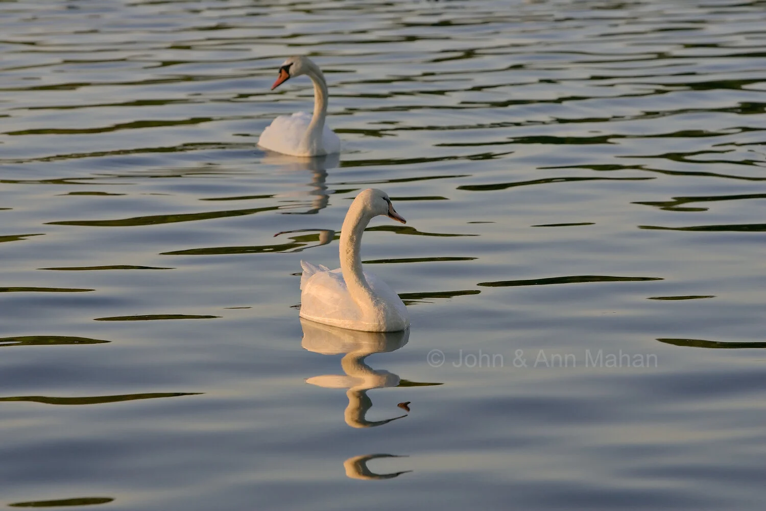 D_5256C2_05 Mute Swans on Boardman River in Traverse City
