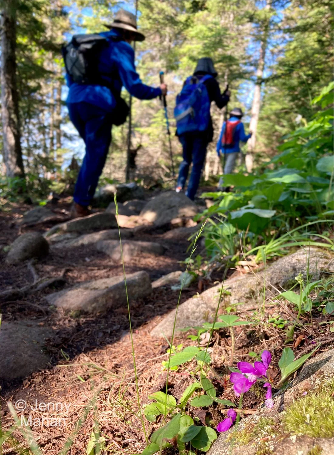 Hiking to Suzy's Cave -- Fringed Polygala (Gaywings) along trail