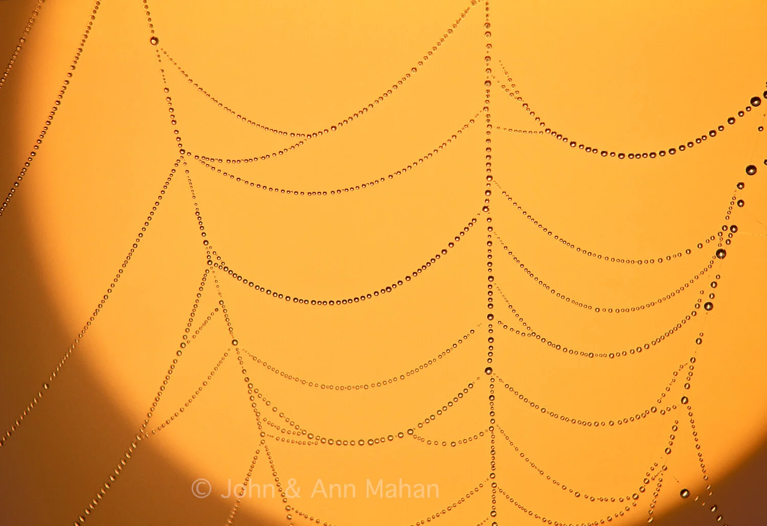 ID_5-4657C   Spider Web with Dew Drops at Sunrise -- Manitoulin Island