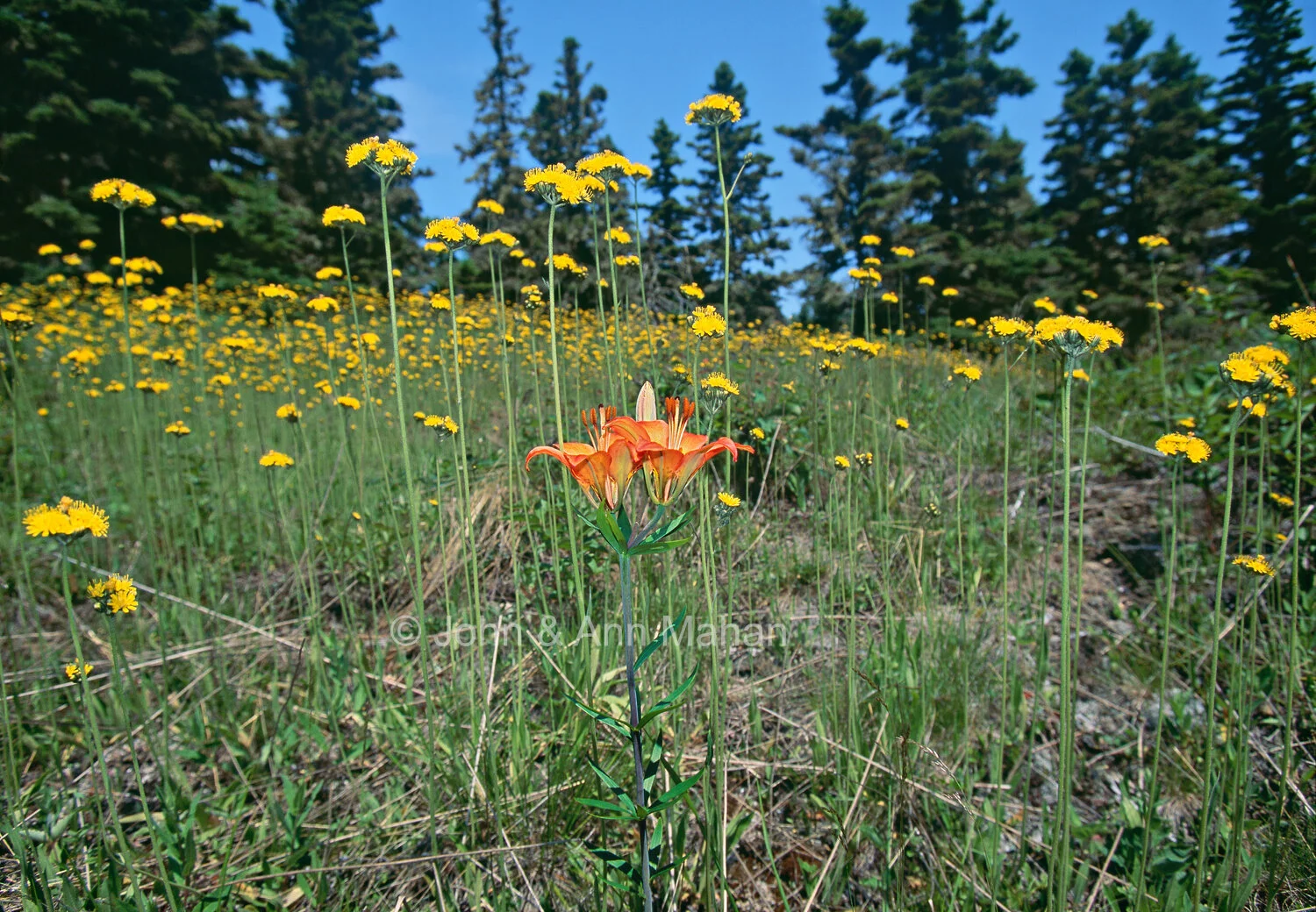 19-6008C  Wood Lily among Canada Hawkweed -- Isle Royale