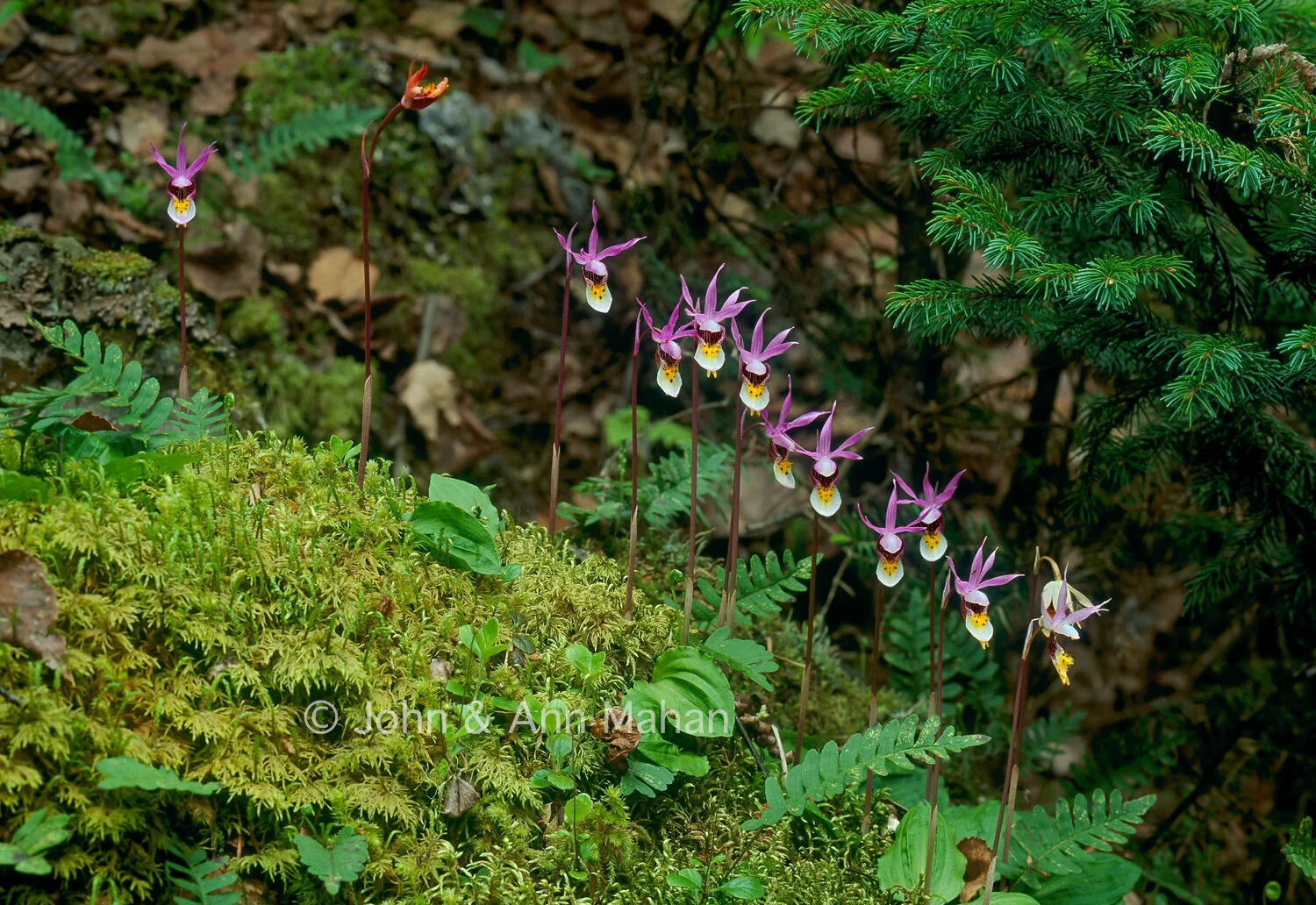 ID_8-5594C  Calypso Orchids -- Isle Royale