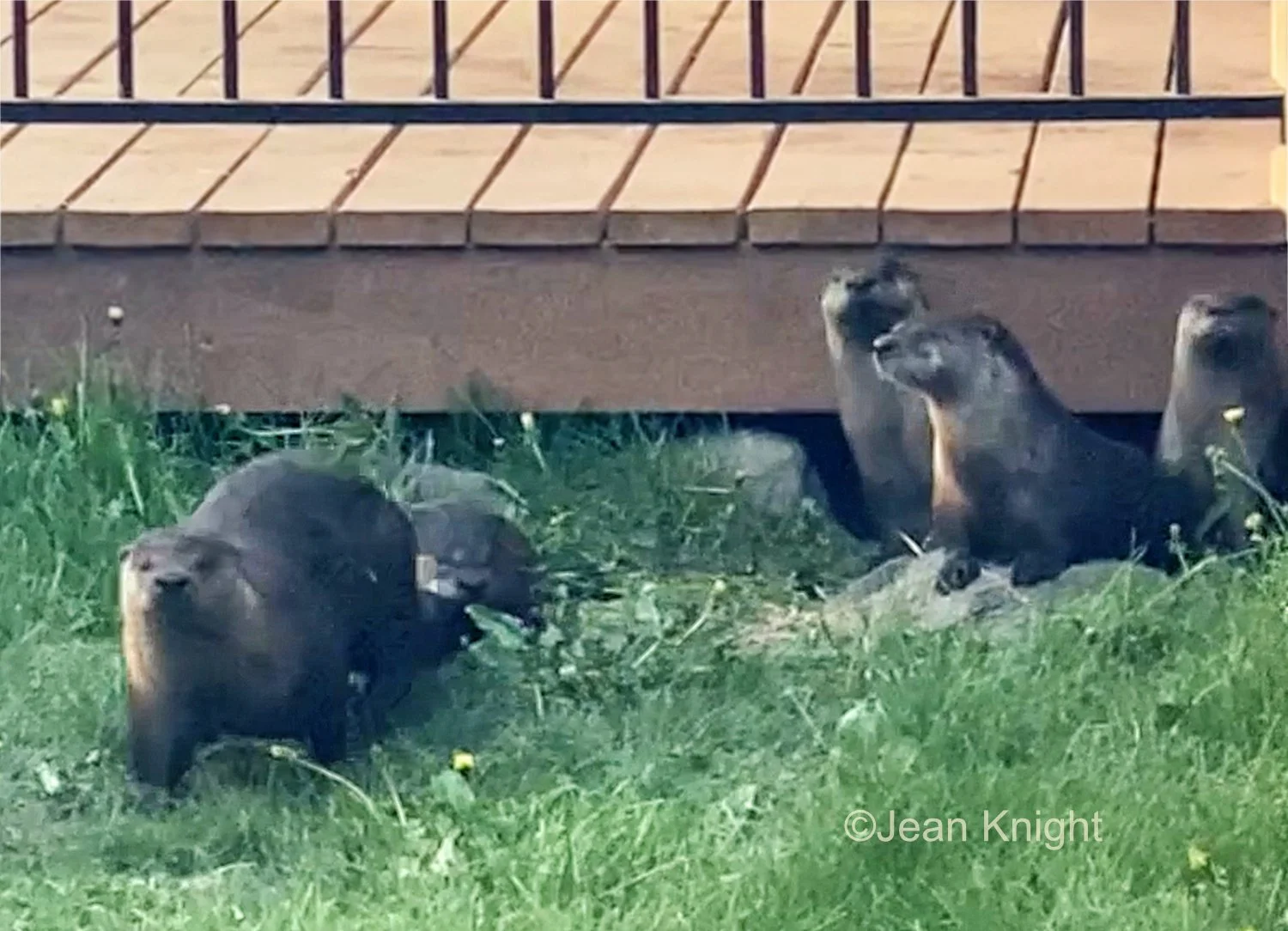 5 Otters under Restaurant Deck (photo by Jean Knight)
