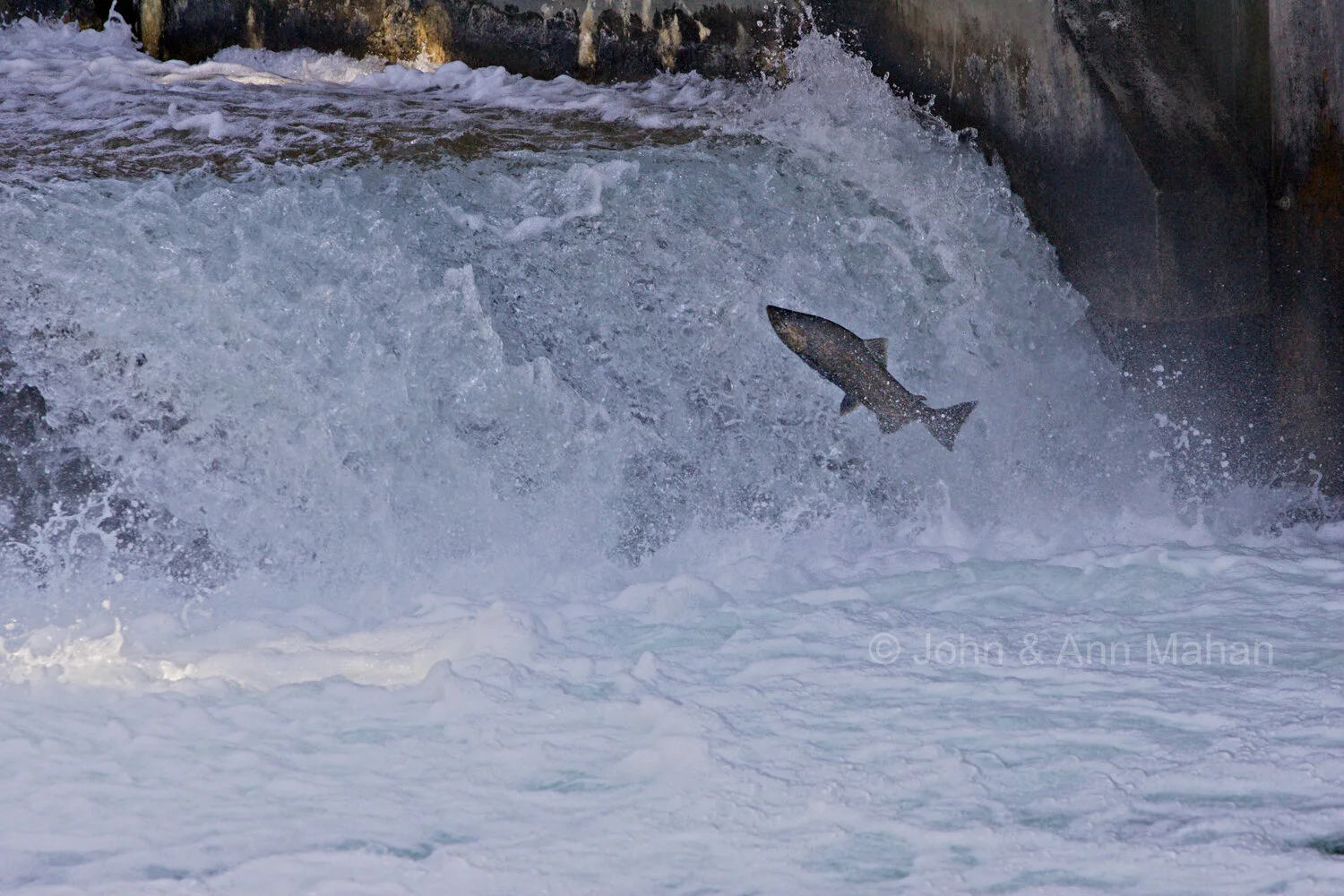 ID_1030C2_04X Salmon Spawning on the Leland River in Historic Fishtown -- Lake Michigan