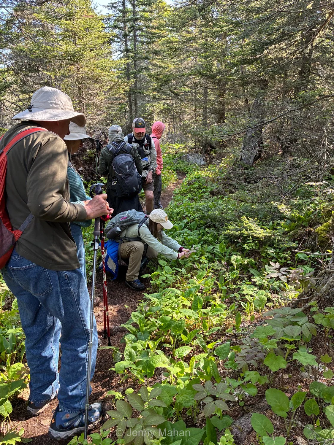Scoville Point Hike -- Photographing Calypso Orchids