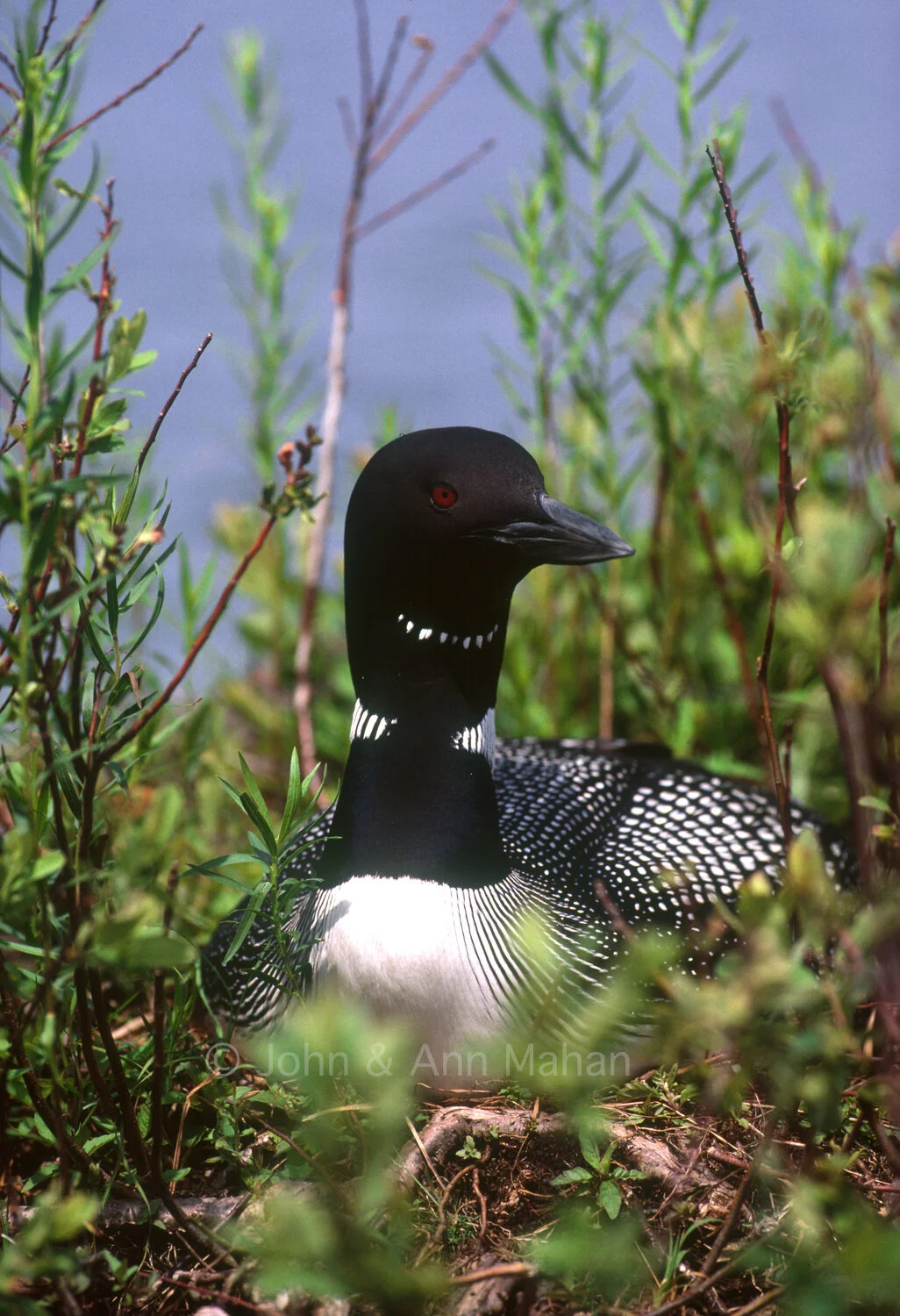 ID_37-1782C Loon on Nest -- Isle Royale