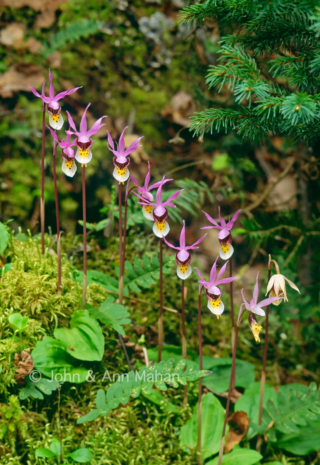 ID_5-5594C  Calypso Orchids -- Isle Royale