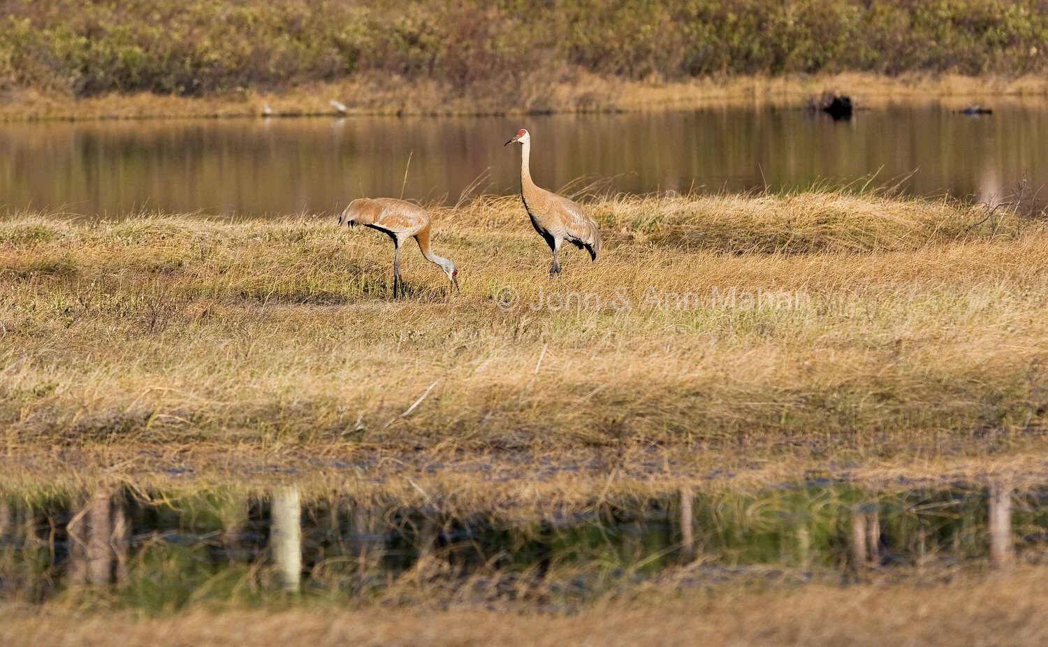 ID_1322C4_08X   Sandhill Cranes on Stockton Island -- Apostle Islands
