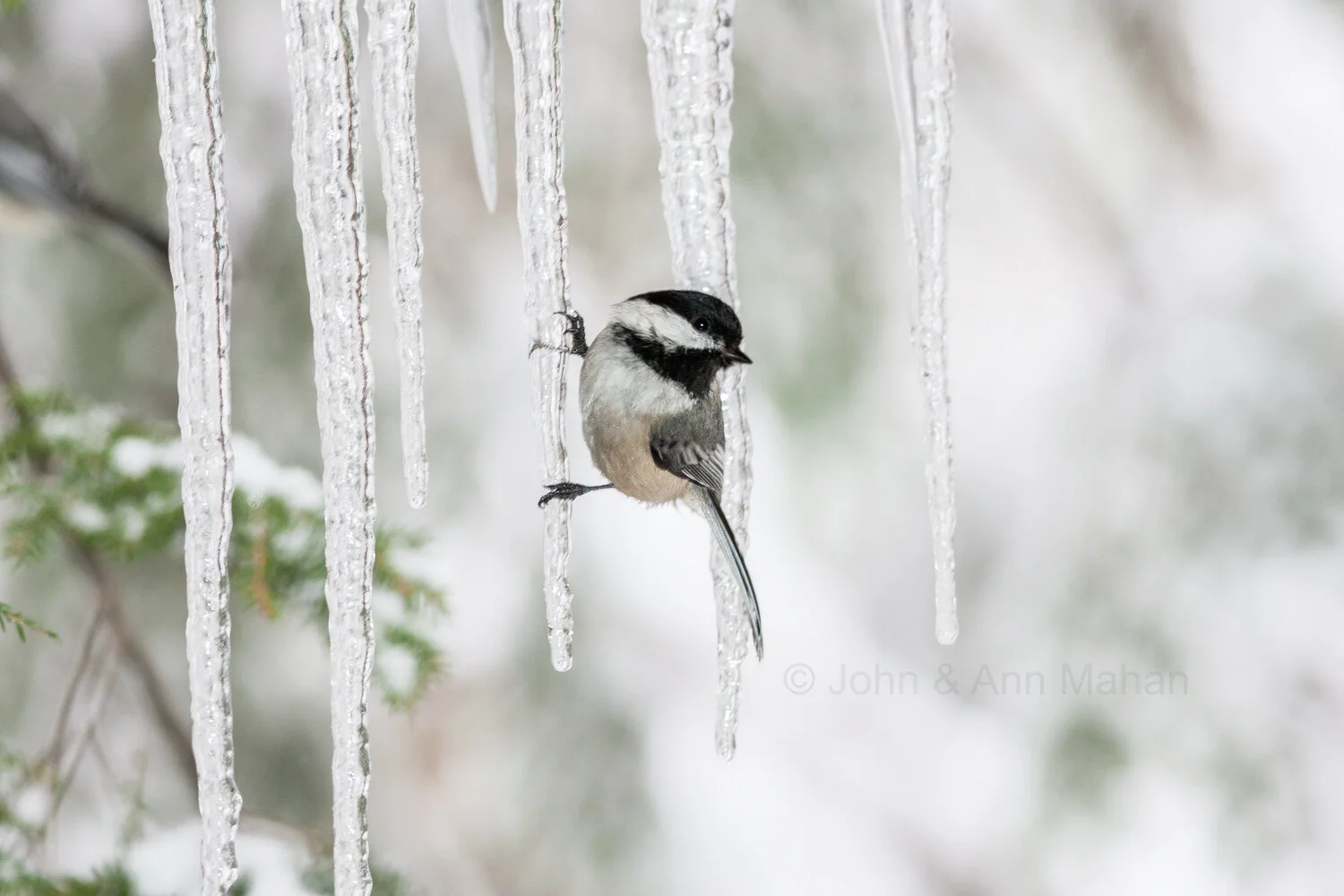 ID_2303C2_07  Chickadee on an Icicle -- Northern Lower Michigan