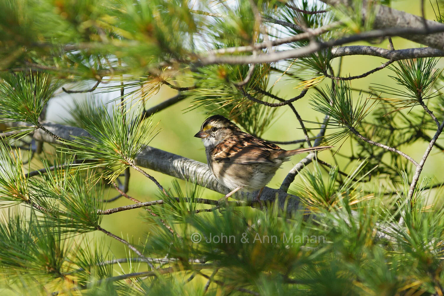 ID_8927C2_04  Songbird on Outer Island during fall migration -- Apostle Islands