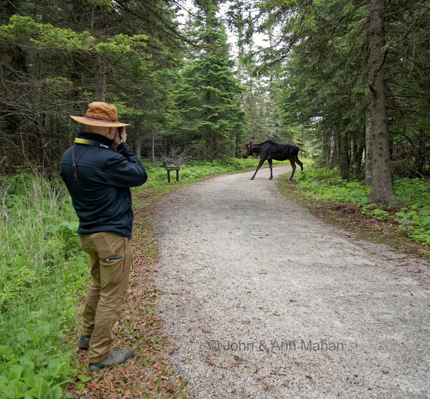 Morning Walk -- Bull Moose