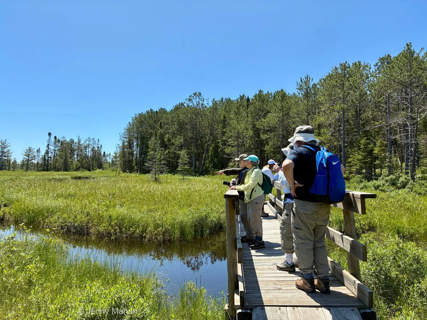 Stockton Island Tombolo Trail -- Bridge across Stream in the Bog