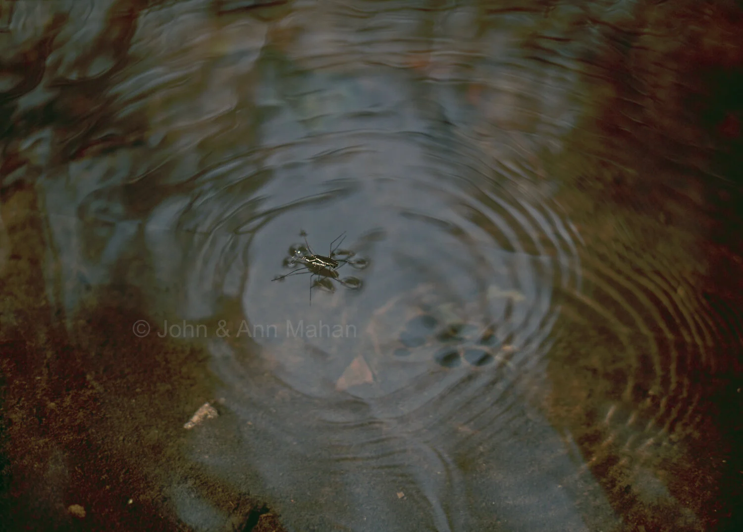 ID_10-6151C  Water Striders -- Isle Royale