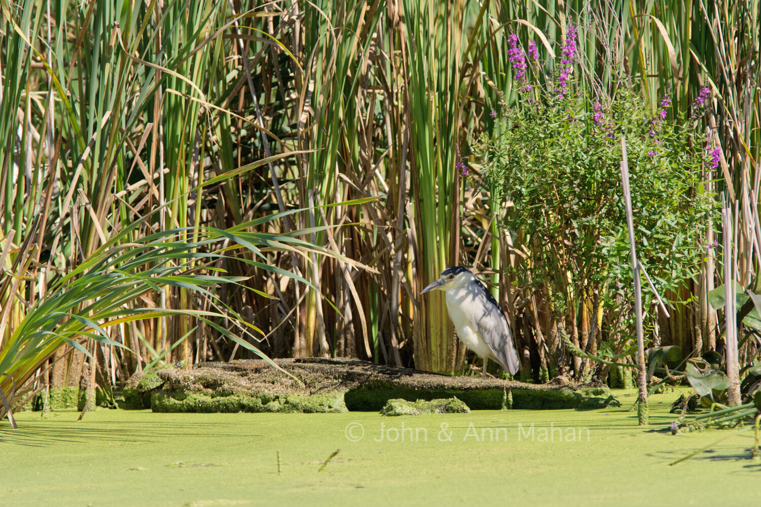 ID_4334C2_04  Black-Crowned Night-Heron -- Salmon Creek