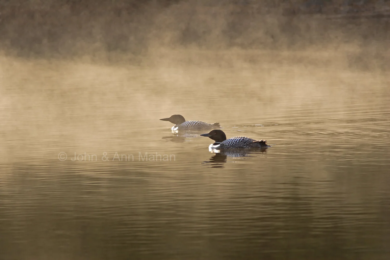 ID_1125C2_04   Loons in Mist near Birch Island -- Isle Royale