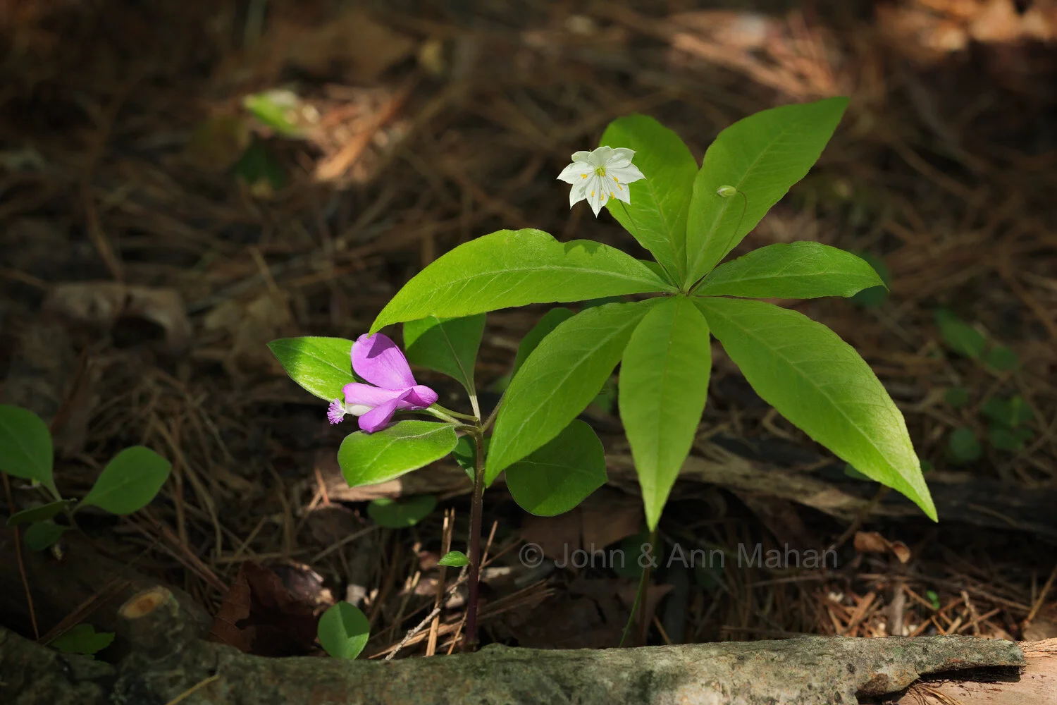 ID_4844C2_05  Fringed Polygala and Starflower -- Northern Wisconsin