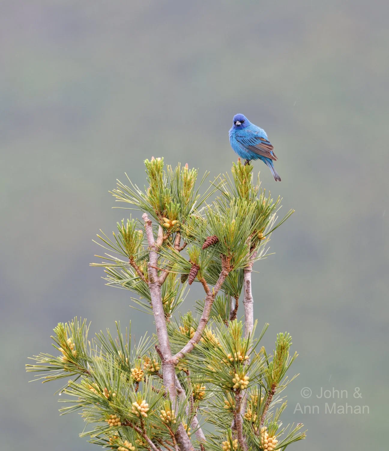 Keweenaw Peninsula Coach Tour -- Indigo Bunting at Copper Harbor Overlook on Brockway Mountain