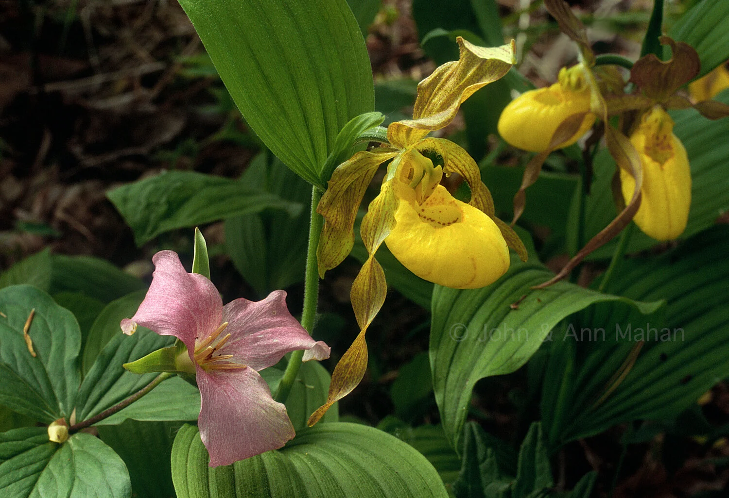 ID_3-3697C  Aging Trillium with Yellow Ladys Slipper Orchids -- Grand Mere State Park
