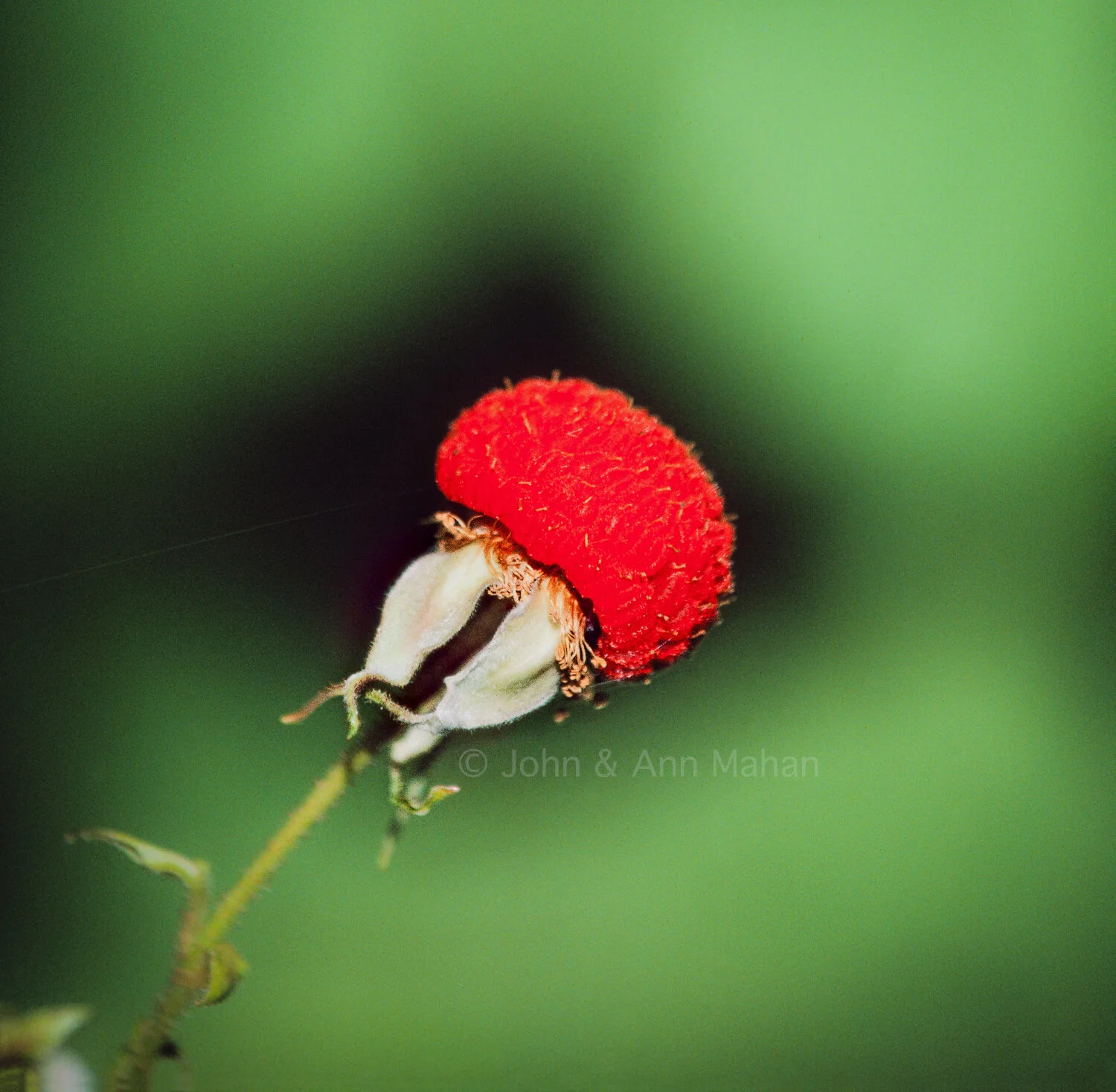 ID_23-2167C   Thimbleberry -- Isle Royale