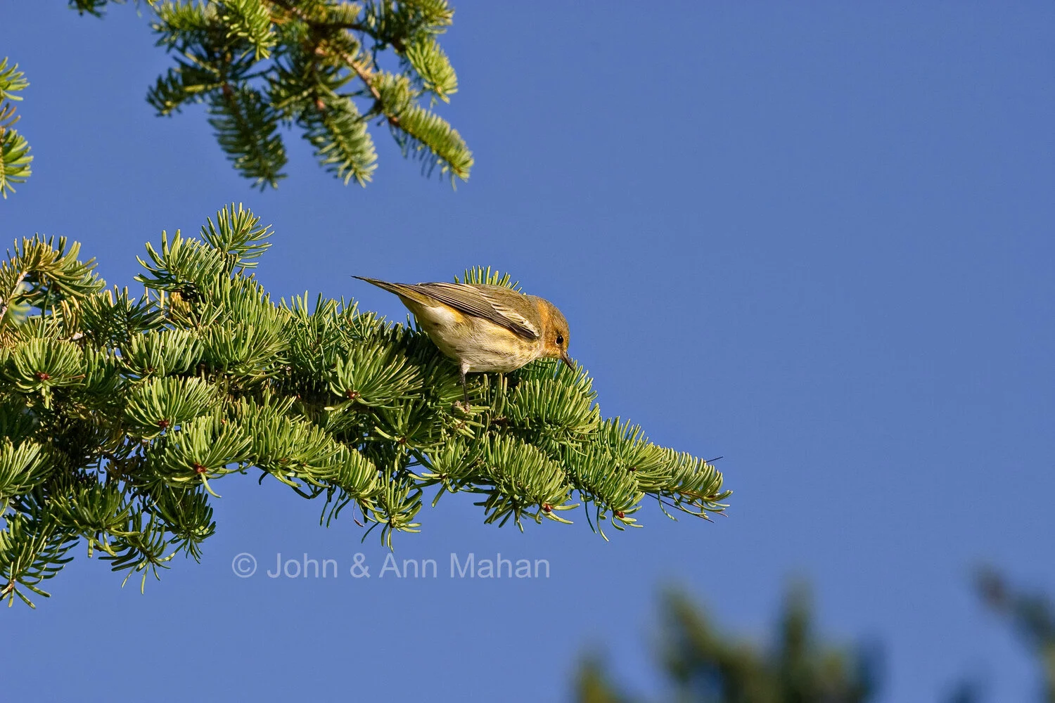 ID_6403B1_04  Cape May Warbler on Outer Island during fall migration -- Apostle Islands