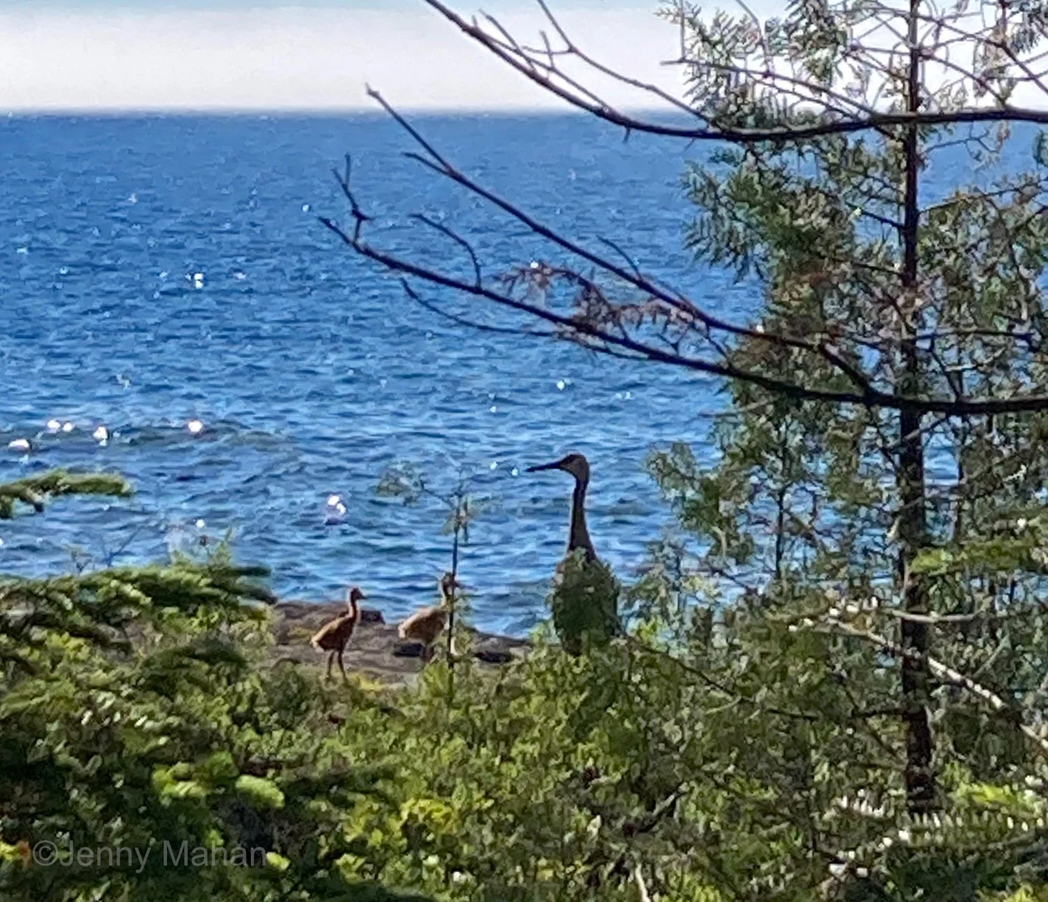Scoville Point Hike -- Sandhill Crane with 2 little ones (less than 2 weeks old)