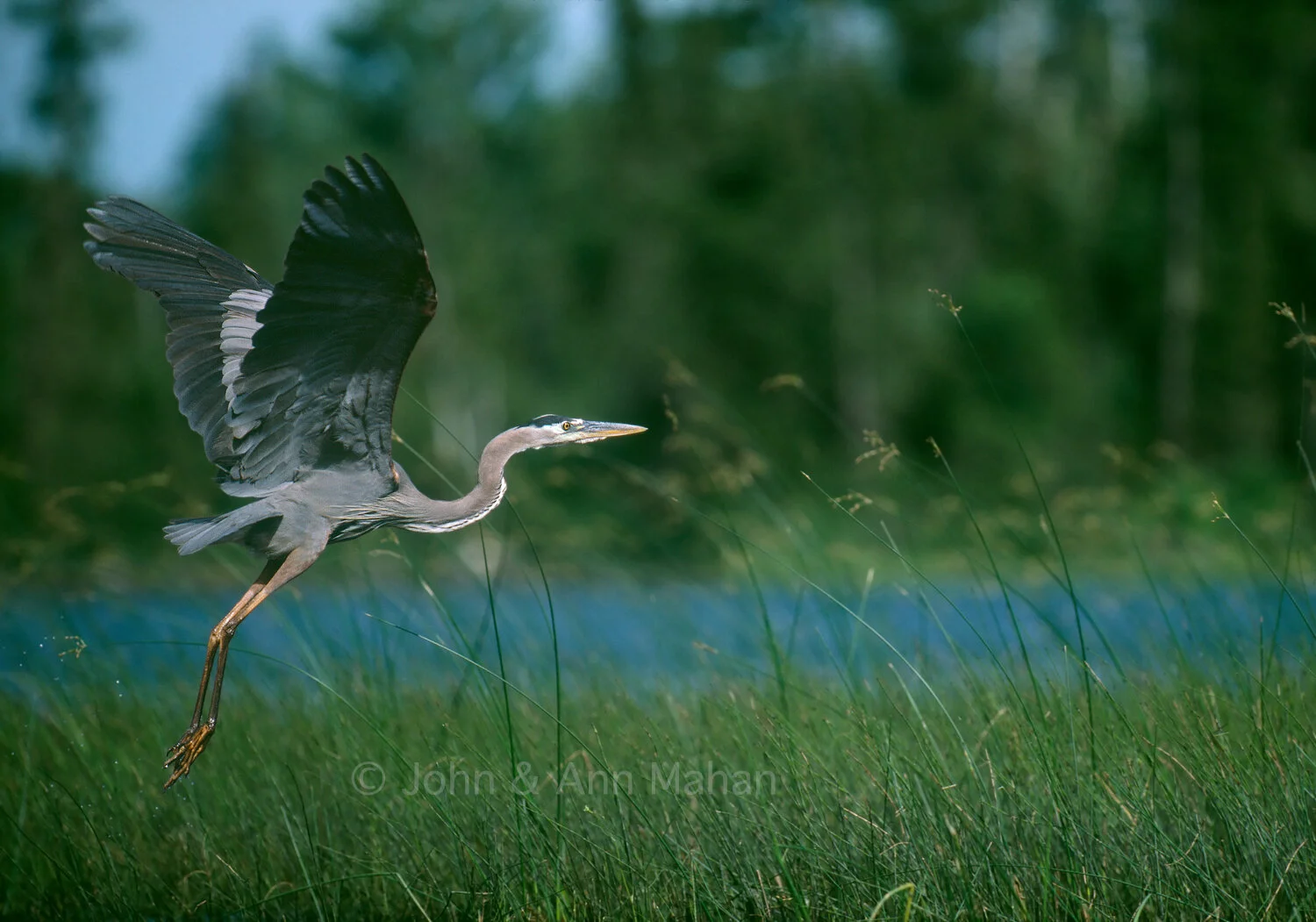 ID_34-2770C Great Blue Heron in Flight in Boundary Waters Canoe Area Wilderness