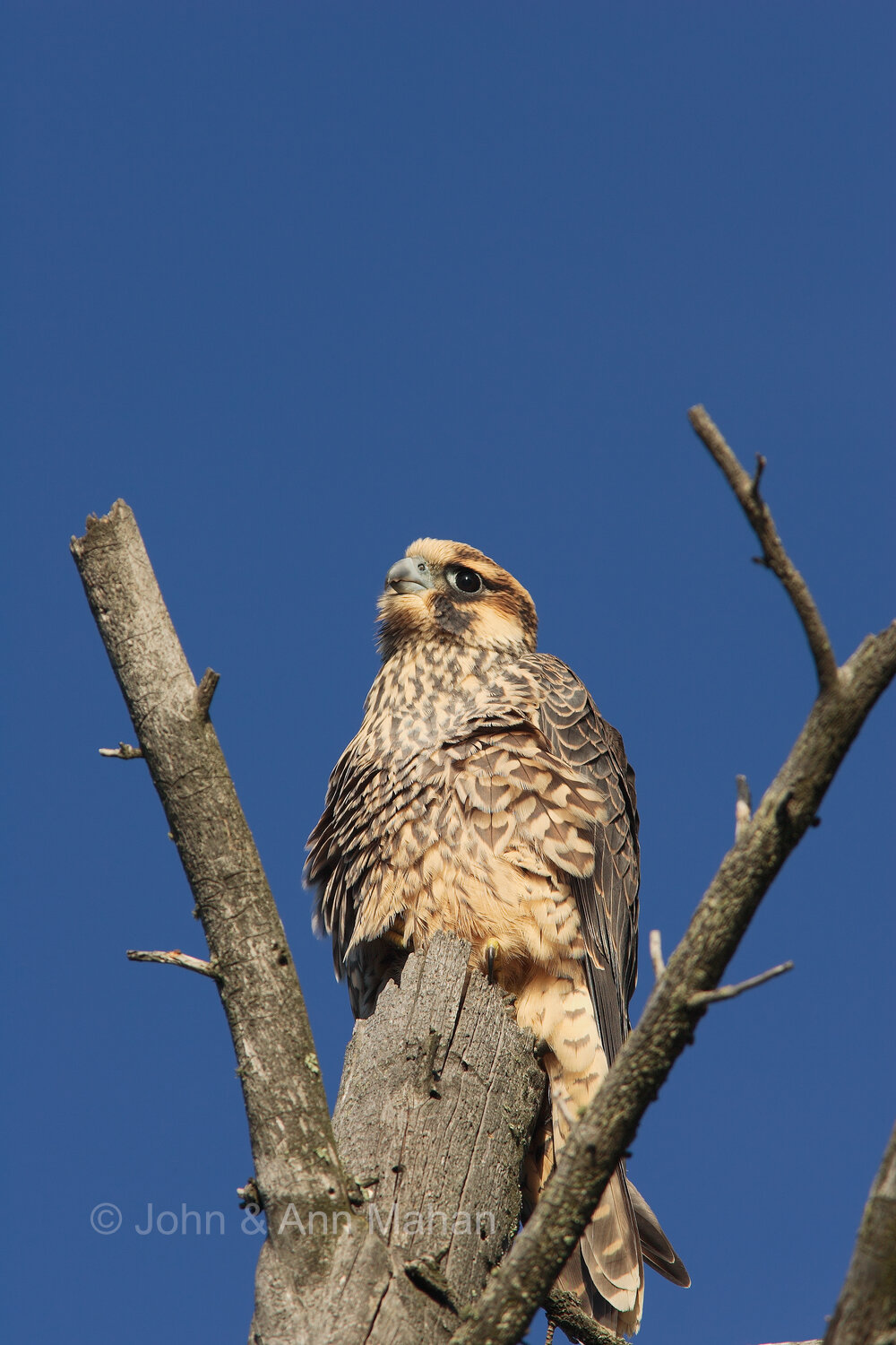 ID_8658C2_04 Hawk on Outer Island during fall migration -- Apostle Islands