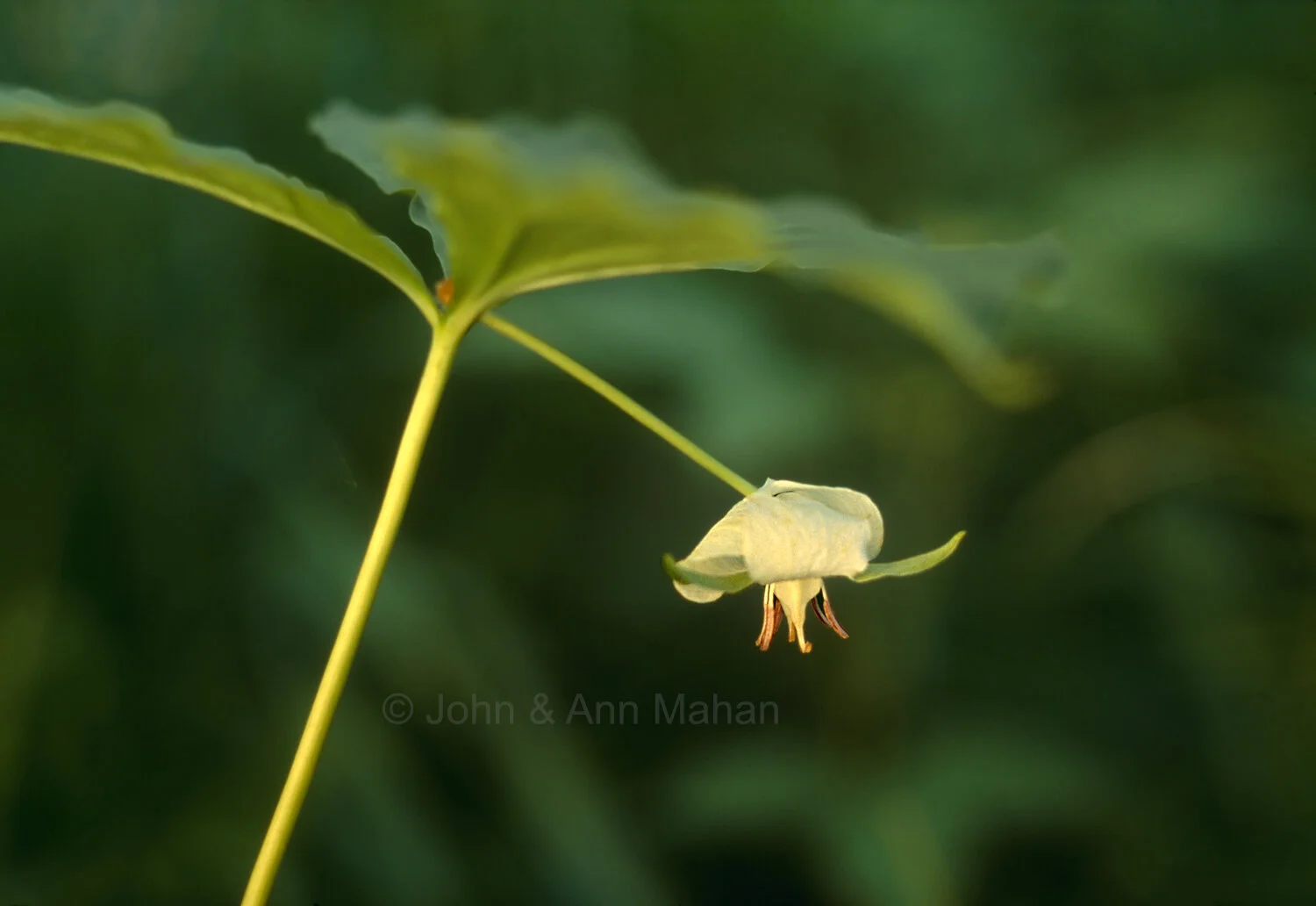 ID_24-5975C   Nodding Trillium -- Isle Royale