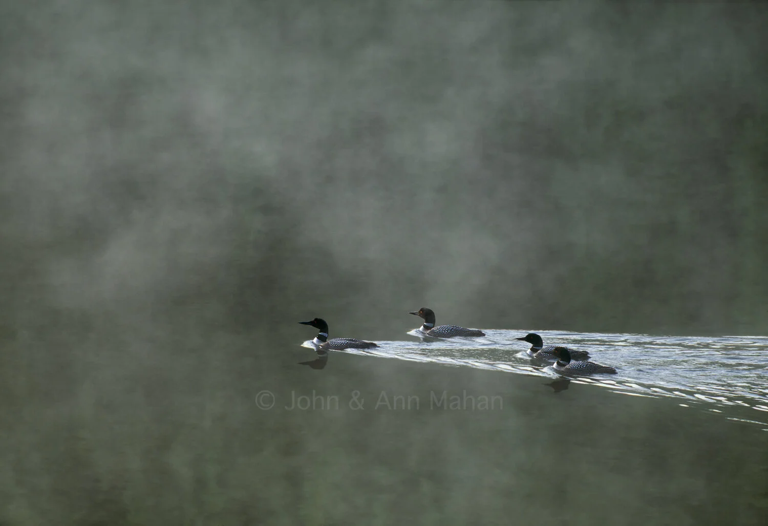 ID_38-5175C  Loons in Mist at Pickerel Cove -- Isle Royale