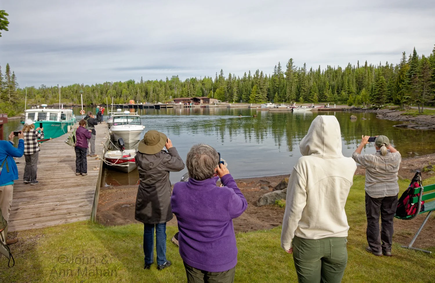 Watching a Cow and Calf Moose swimming across Snug Harbor, at Rock Harbor Lodge