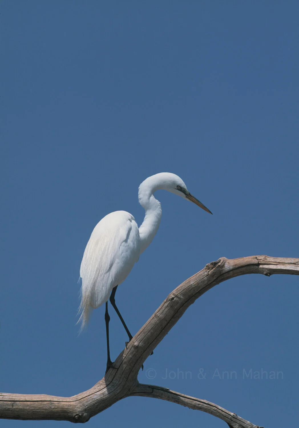 ID_30-7766C Egret on Cat Island in Lake Michigan
