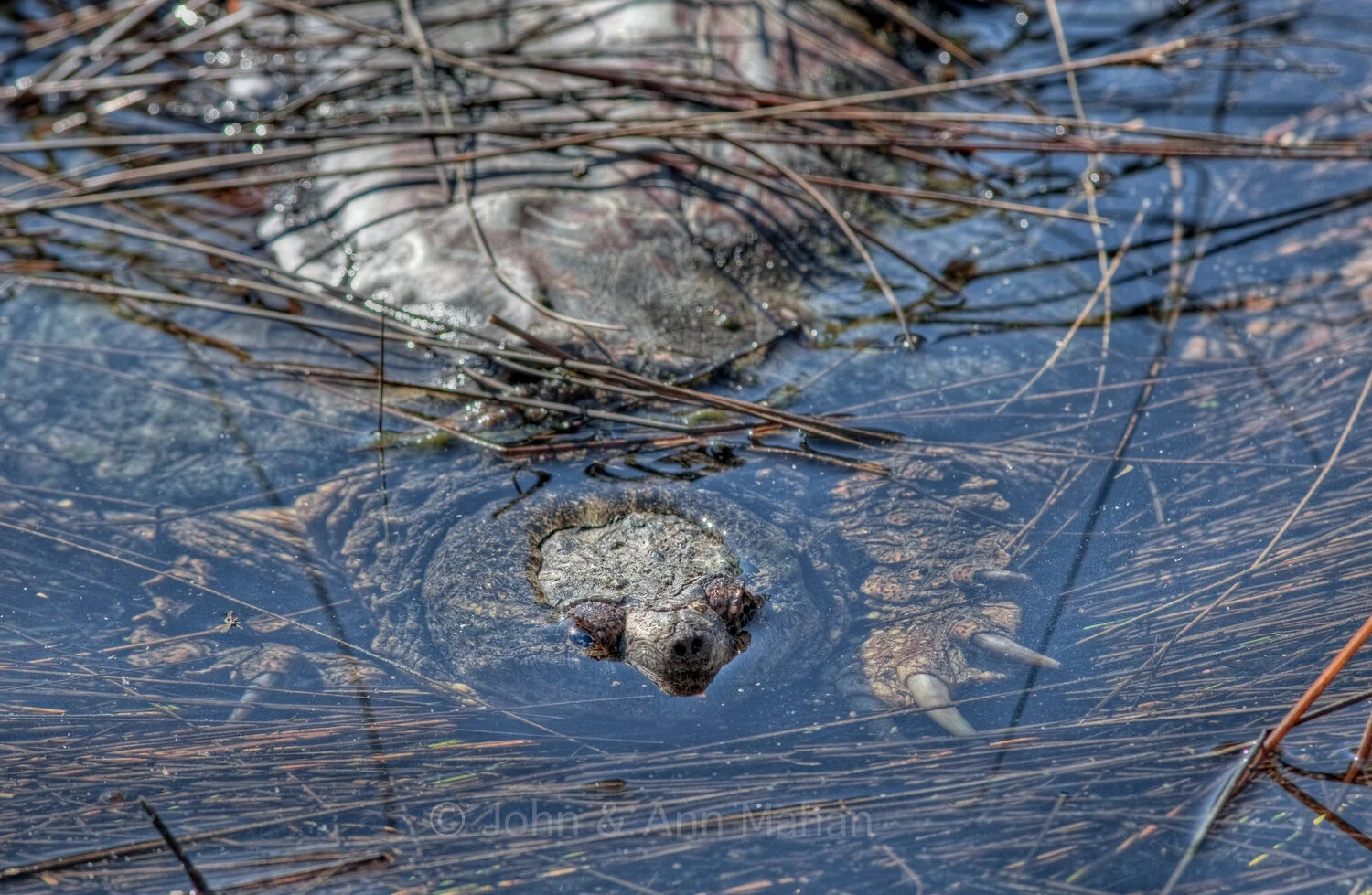 ID_9355-7C5_09  Snapping Turtle -- Northern Lower Michigan