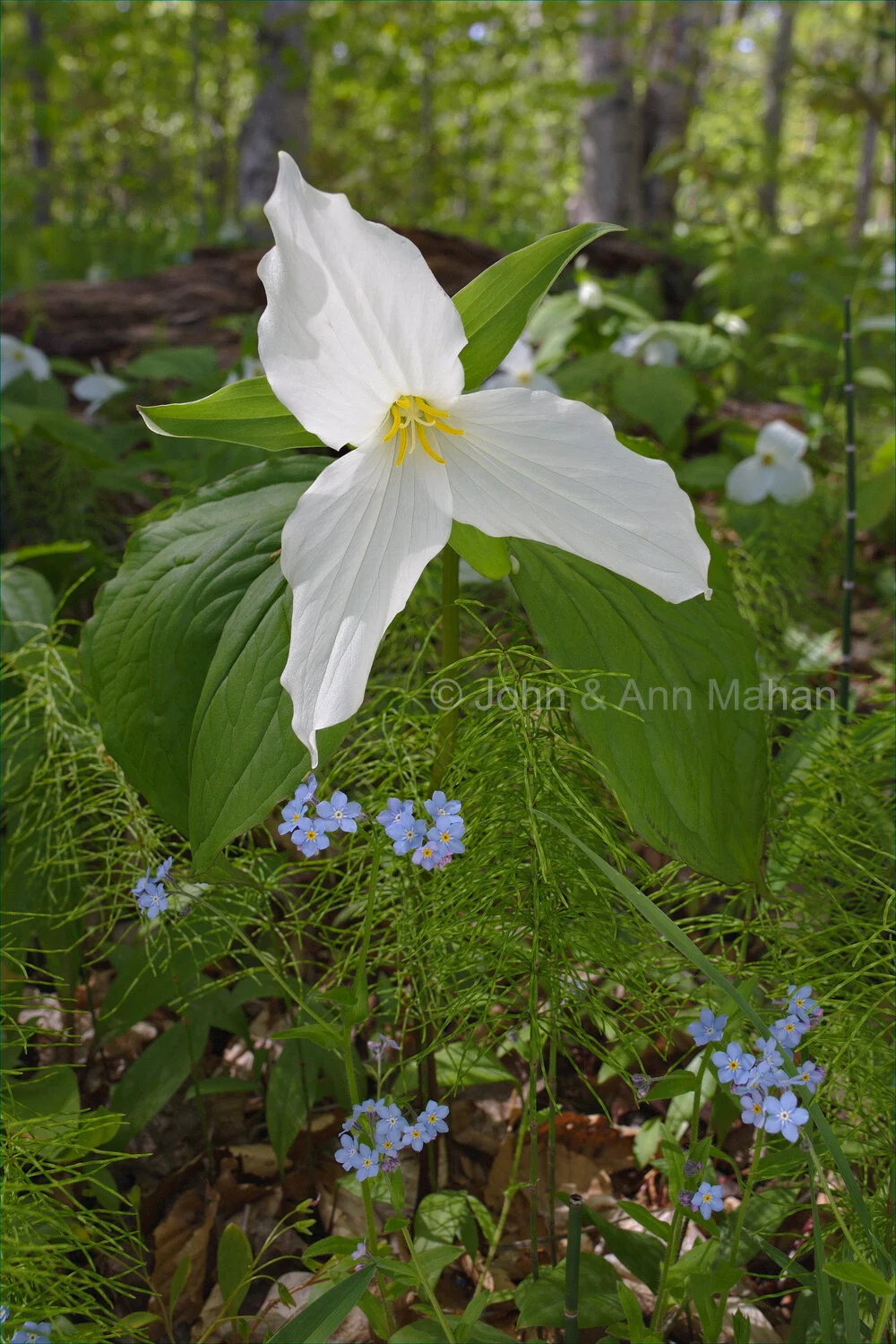 ID_4557C2_05 Trilliums with Forget-Me-Nots and Horsetails -- Pictured Rocks