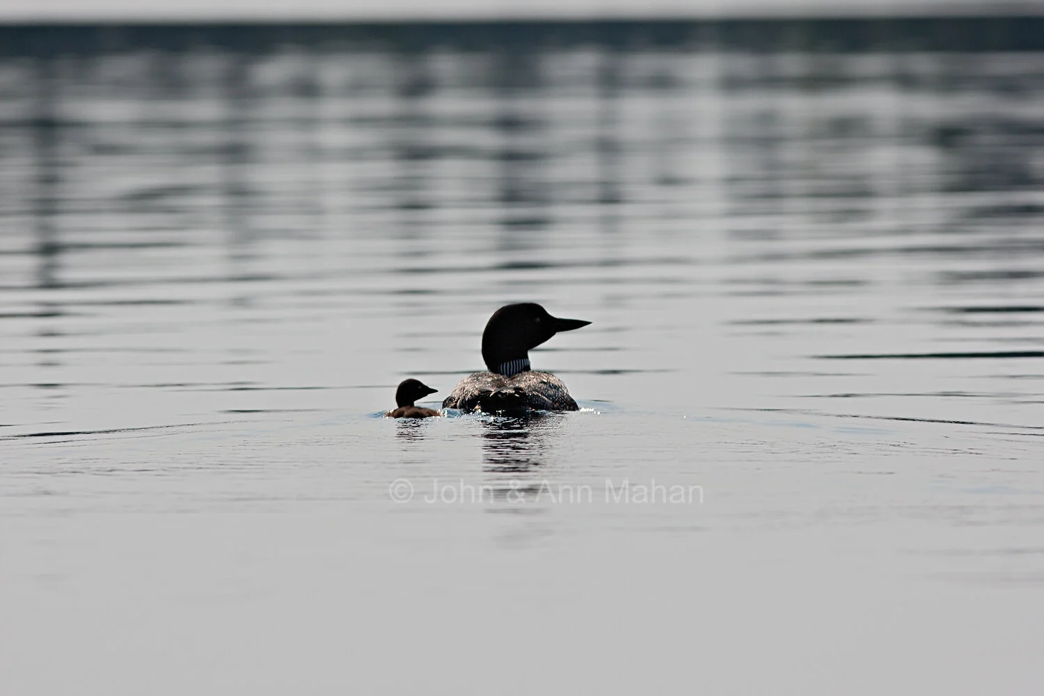 ID_7525C3_07  Loon and Chick -- Isle Royale