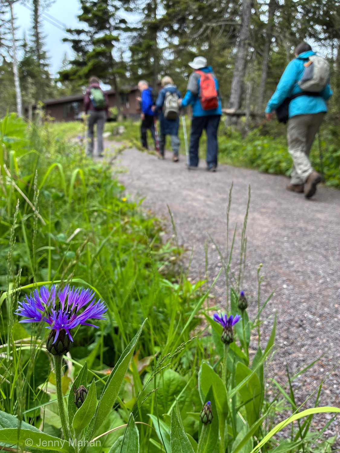 Hike to Suzy's Cave -- Leaving Rock Harbor, Mountain Knapweed along Trail