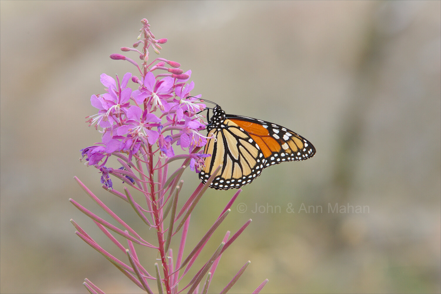 ID_7963C2_06  Monarch on Fireweed -- Isle Royale