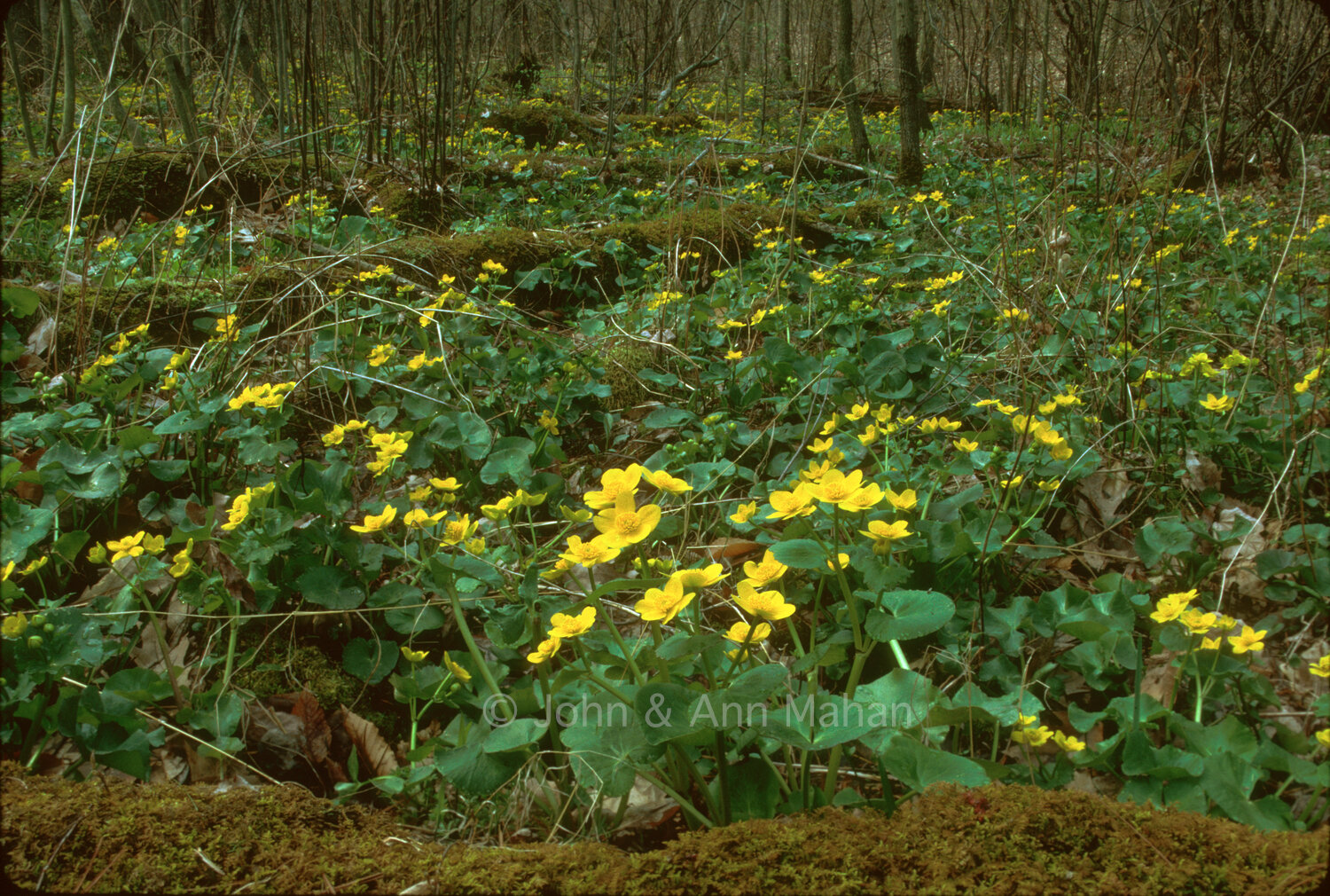 ID_20-3662C   Marsh Marigolds in a Grand Mere Swamp